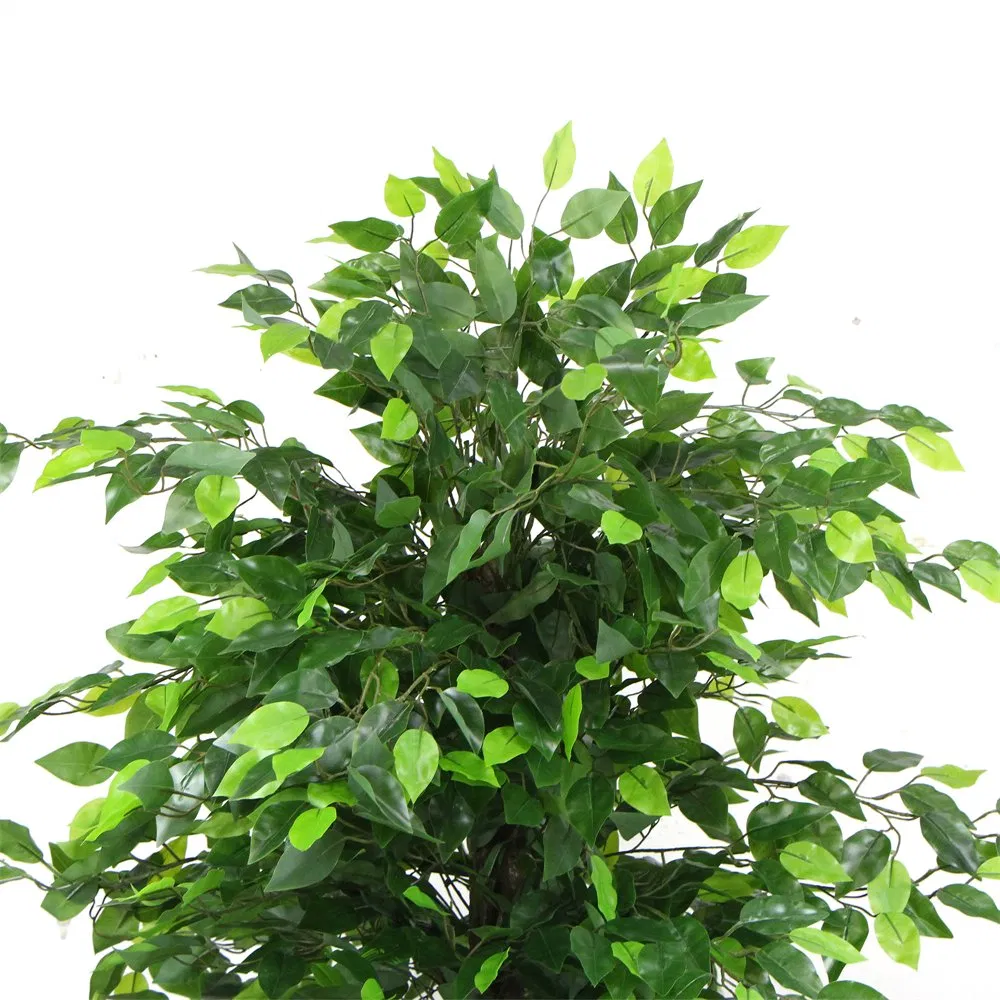 180cm Banyan Potted Tree