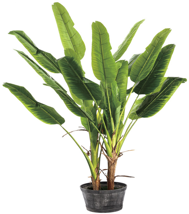 250cm Four Stem Banana Tree