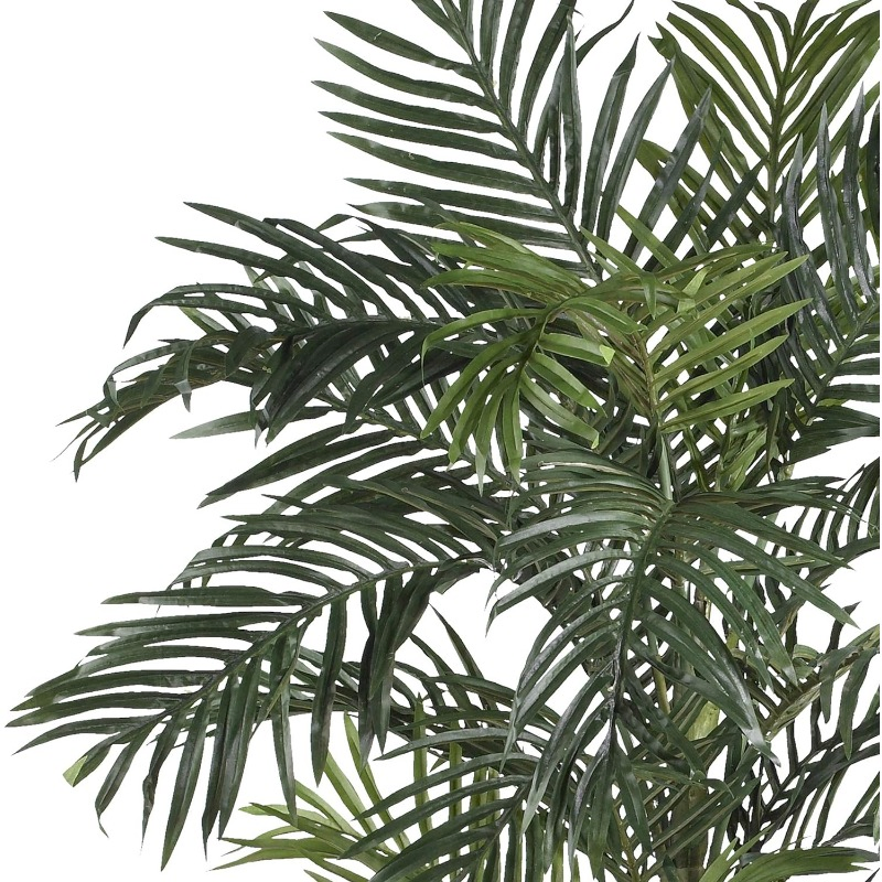 6.5FT Golden Cane Palm Tree