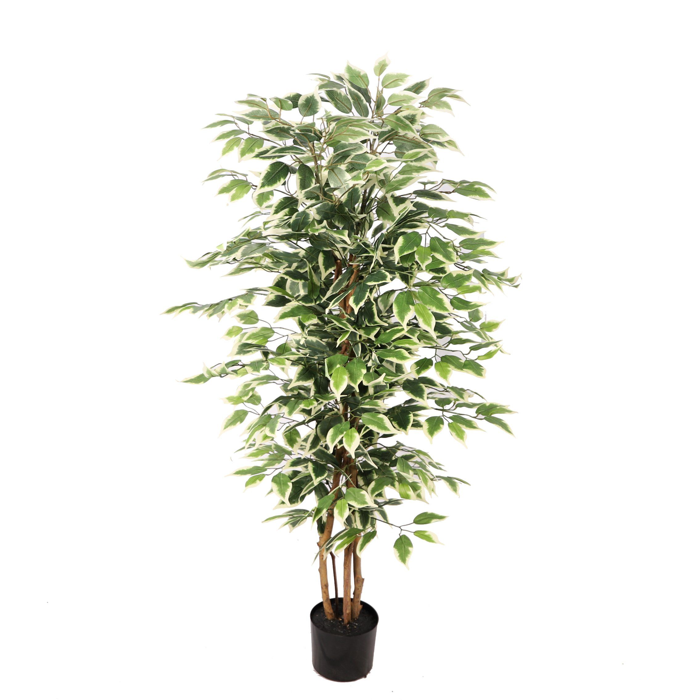 Banyan Plant with Wood Trunk