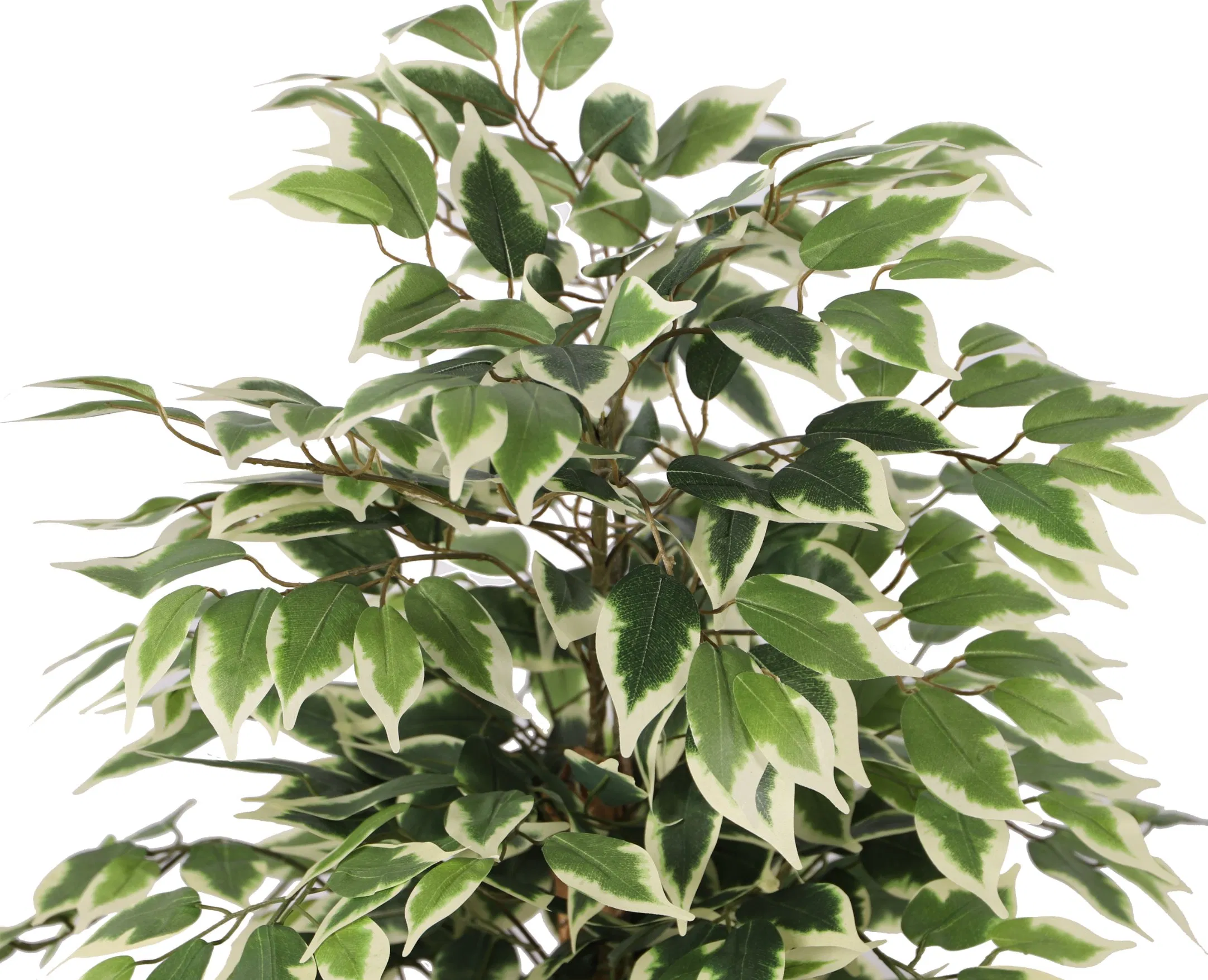 Banyan Plant with Wood Trunk
