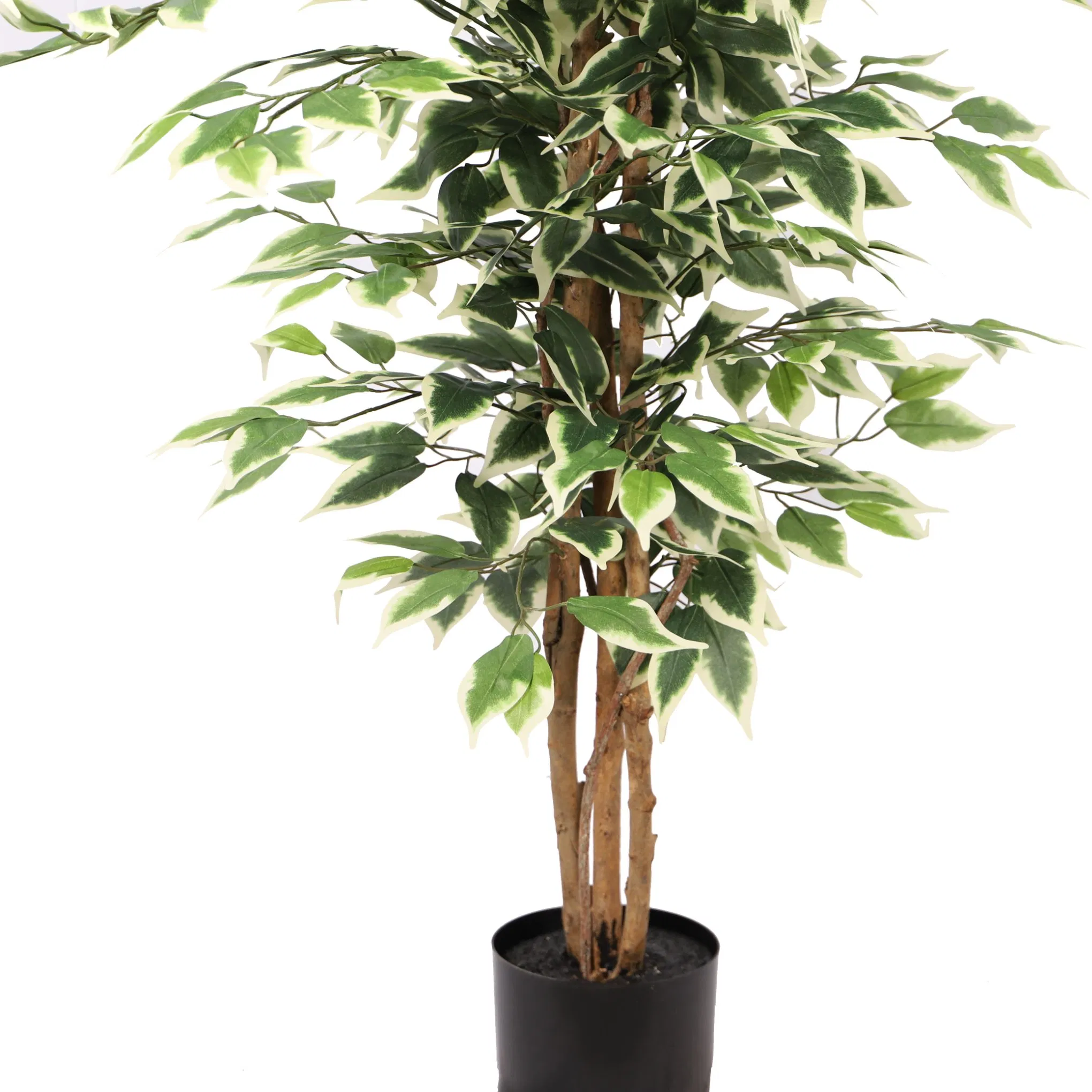 Banyan Plant with Wood Trunk