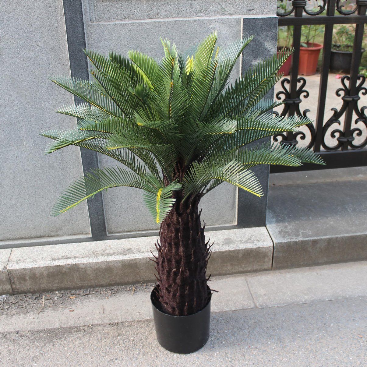 Cycas Palm Tree 3FT Potted