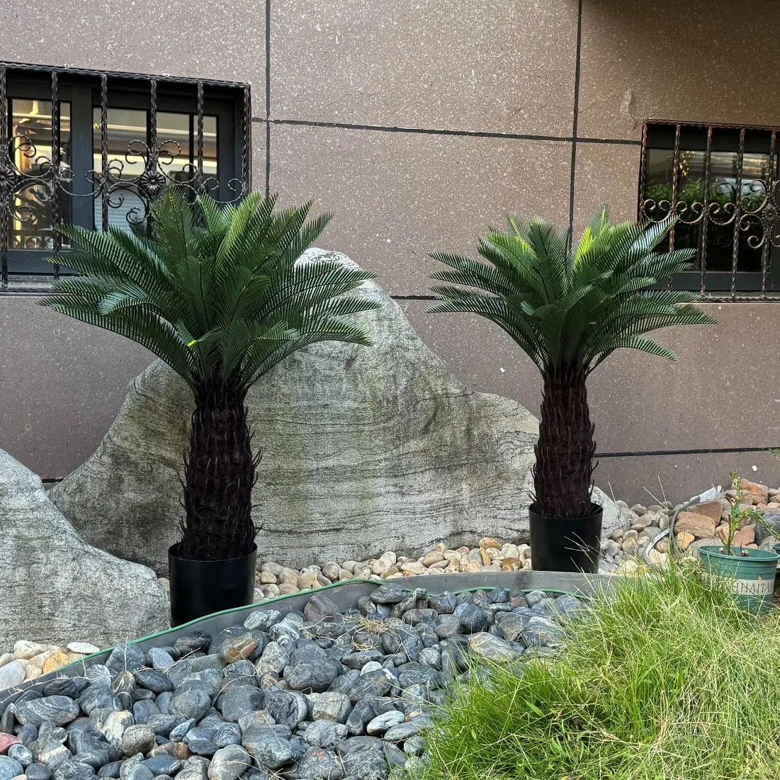 Cycas Palm Tree 3FT Potted