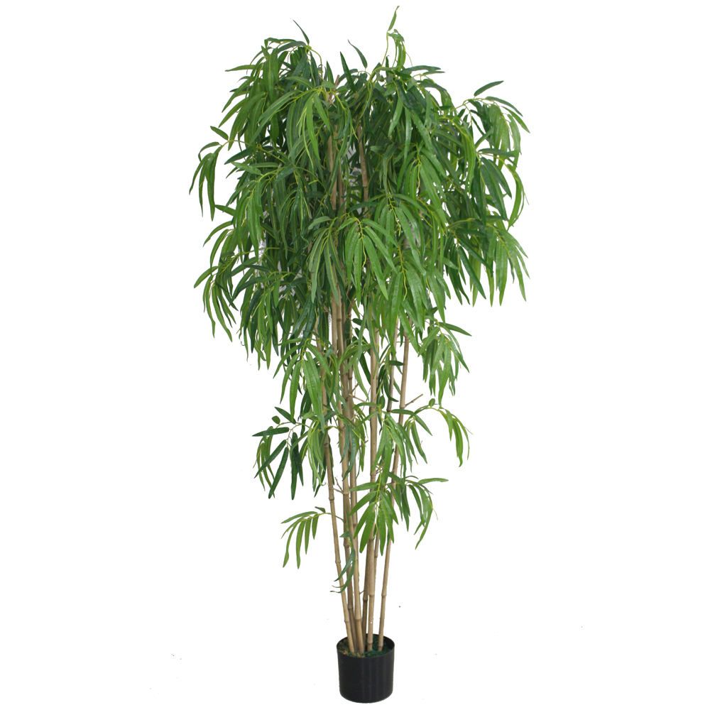 Indoor Lucky Bamboo Plant
