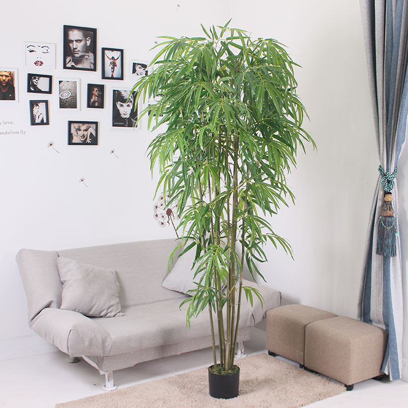 Indoor Lucky Bamboo Plant