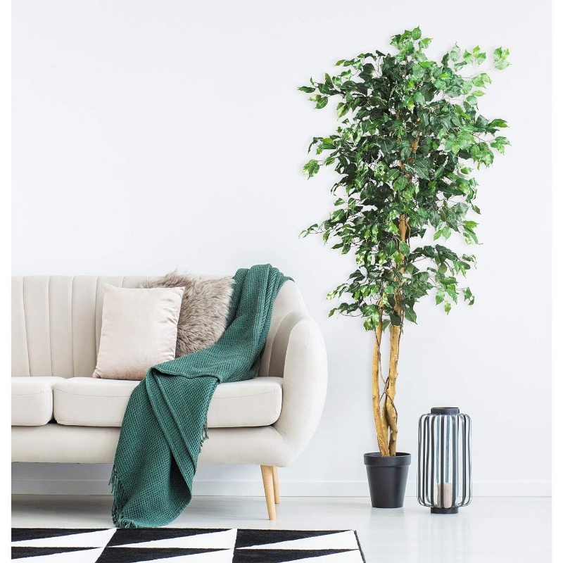 Natural Ficus Silk Tree