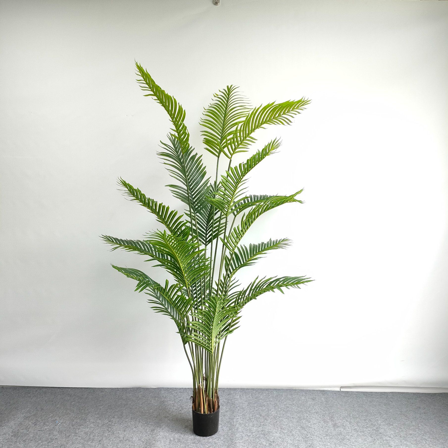 Ornamental Potted Palm Tree