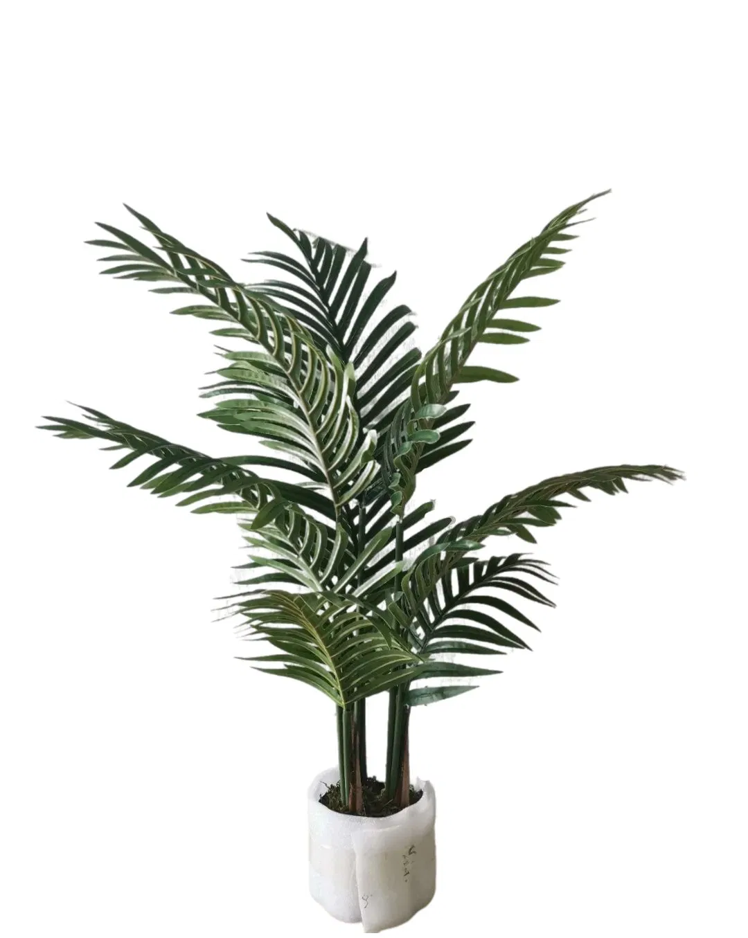 Ornamental Potted Palm Tree