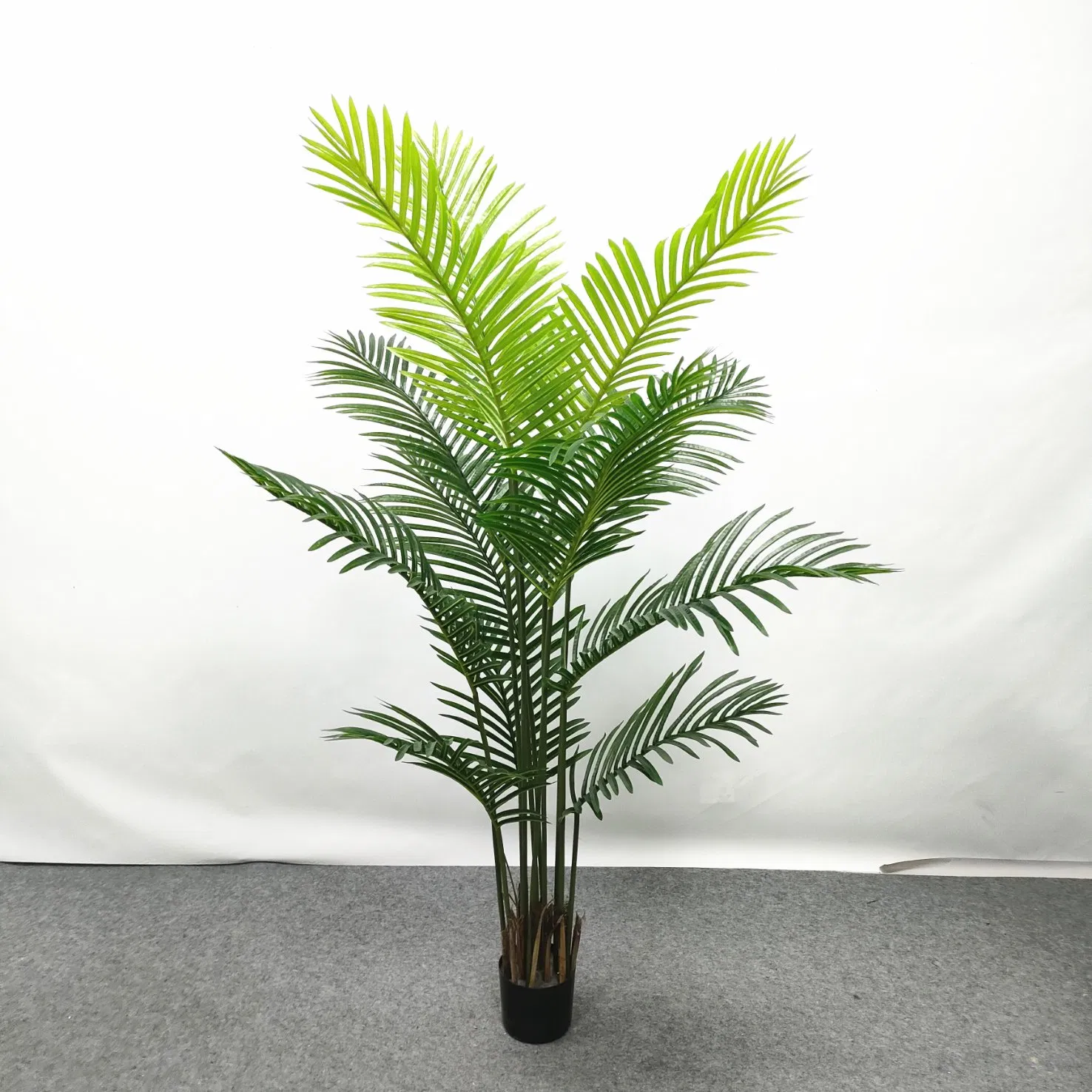 Ornamental Potted Palm Tree