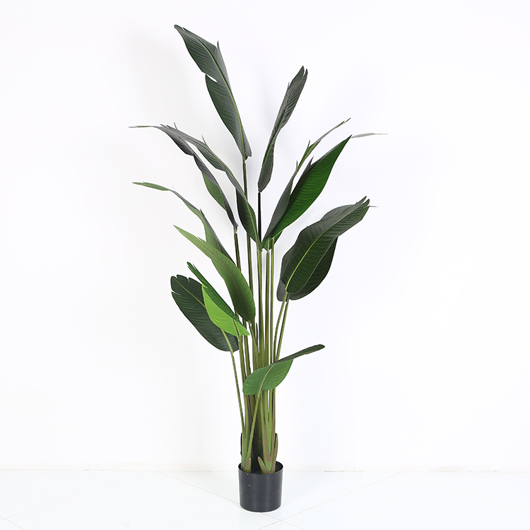 Ravenala Traveller Palm Tree